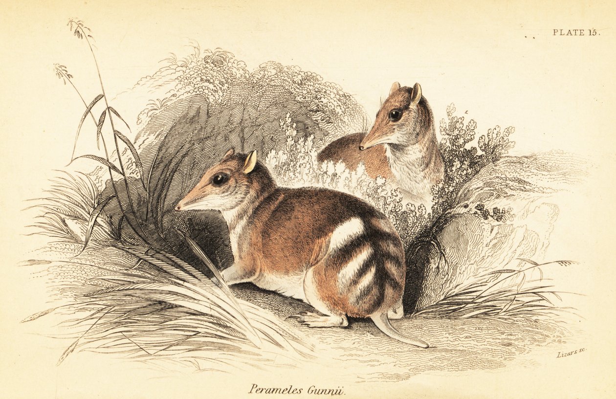 Bandicoot wschodni, Perameles gunnii.,1841 (rycina) autorstwa Georges Robert Waterhouse