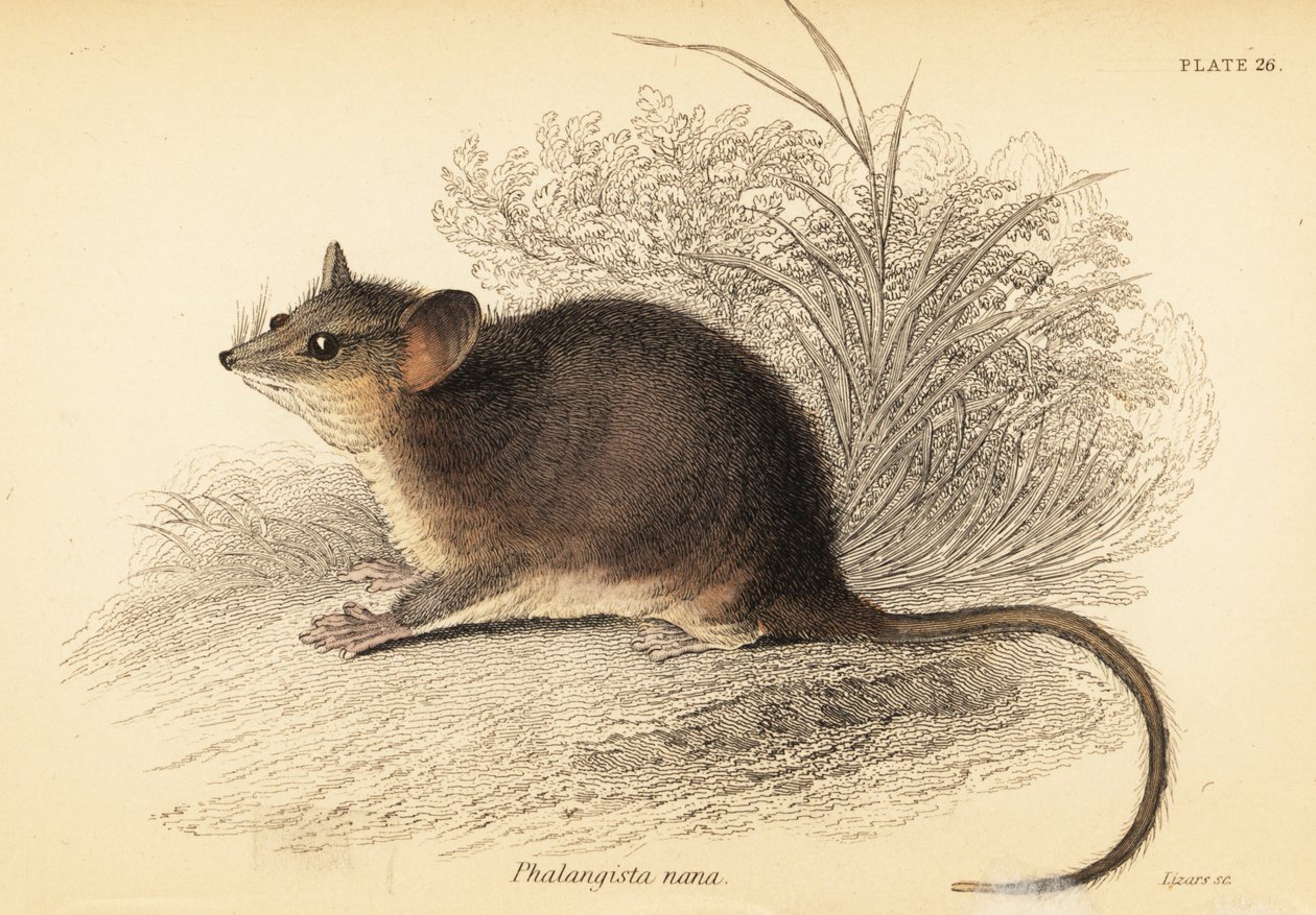 Opos karłowaty, Cercartetus nanus., 1841 (rycina) autorstwa Georges Robert Waterhouse