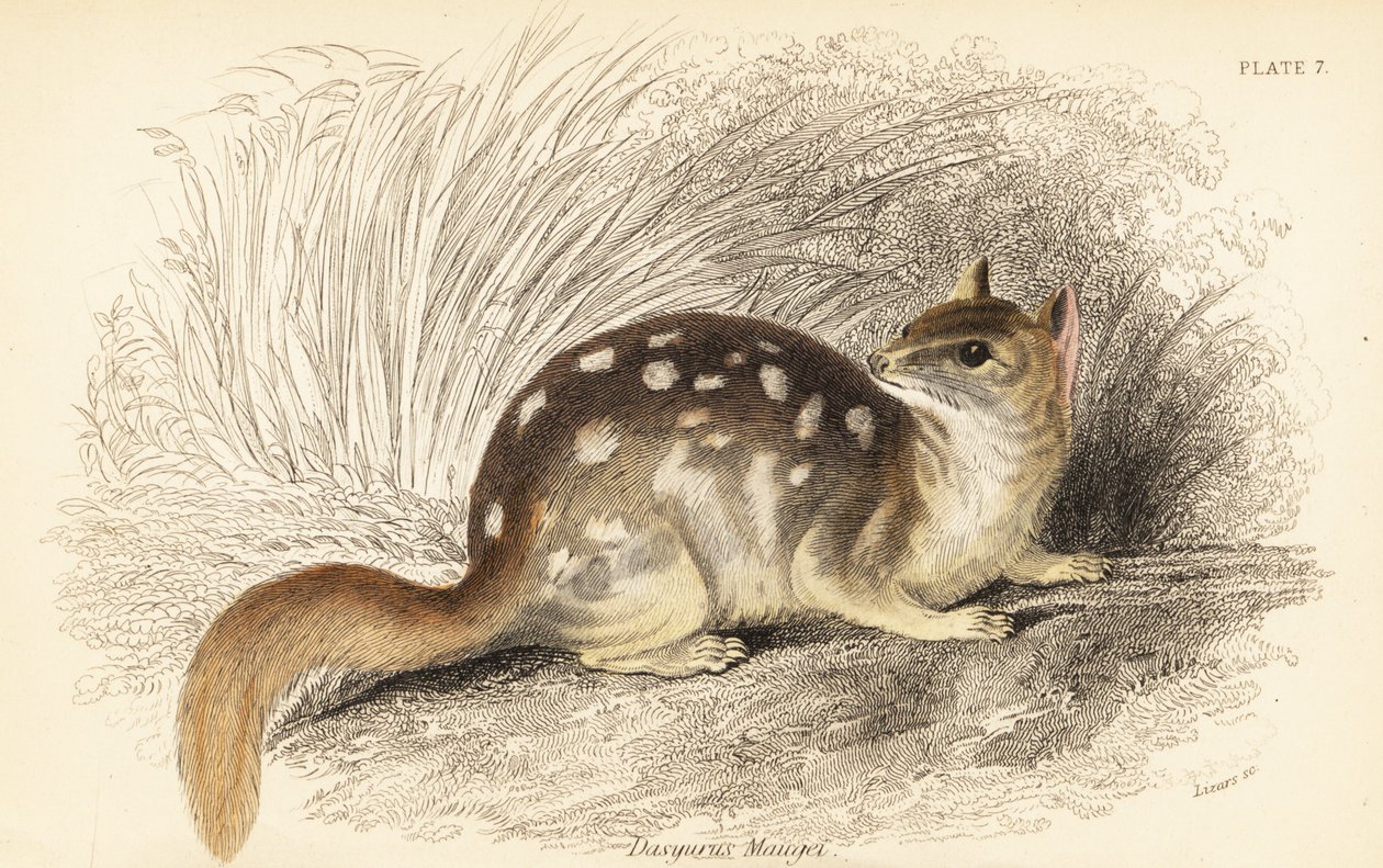 Niełaz wschodni, szop Dasyurus. Zagrożony. , 1841 (grawerowanie) autorstwa Georges Robert Waterhouse