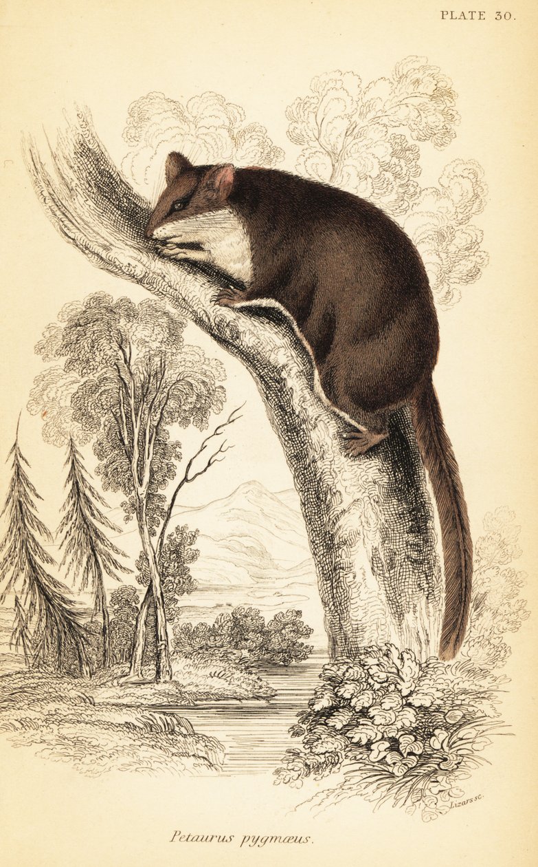 Szybowiec z piórami, Acrobates pygmaeus. ,1841 (grawerowanie) autorstwa Georges Robert Waterhouse