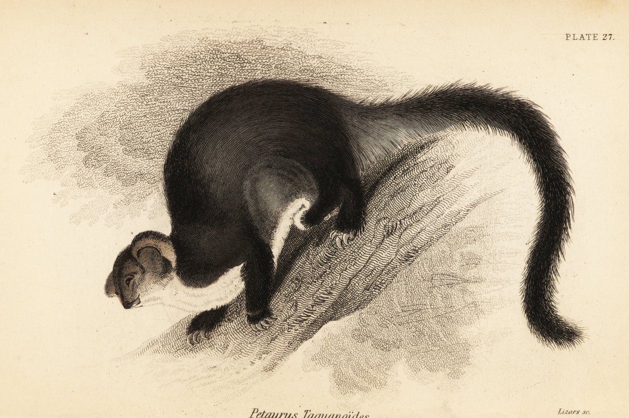Szybowiec większy, Petauroides volans. ,1841 (grawerowanie) autorstwa Georges Robert Waterhouse