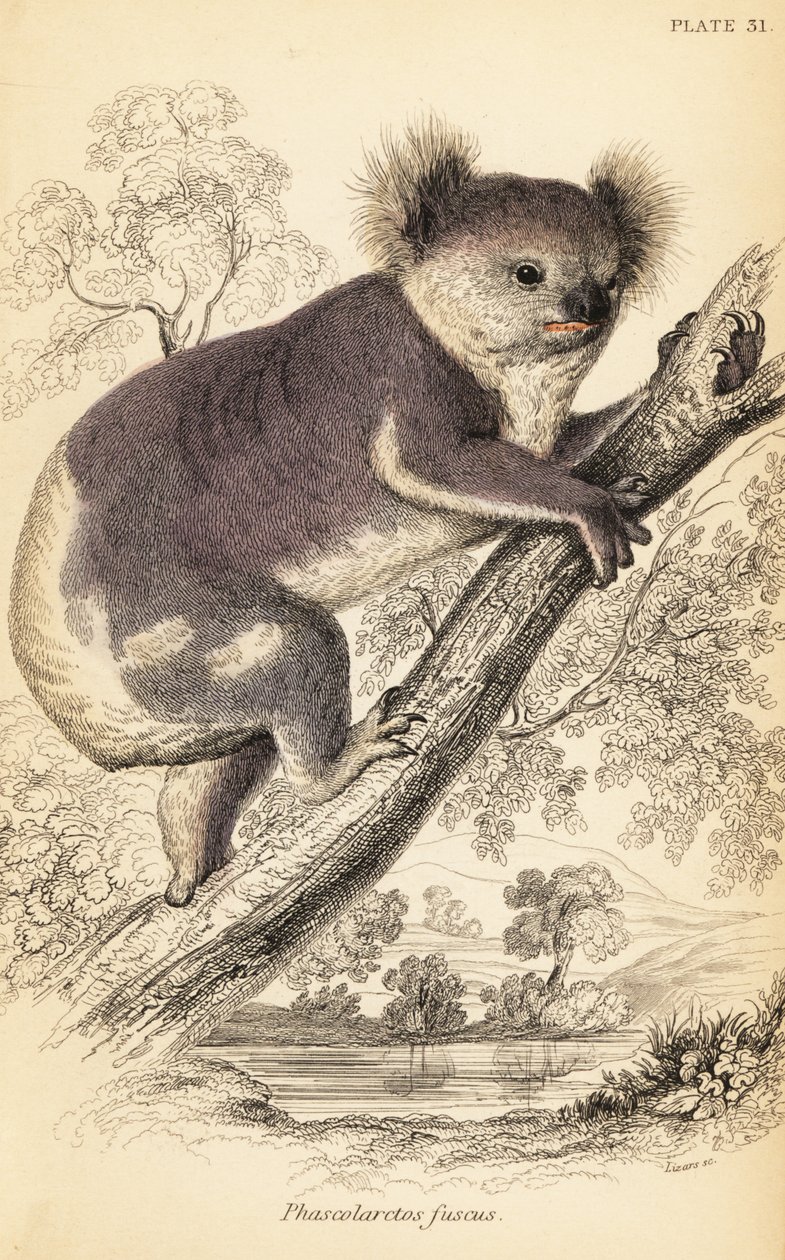 Koala, Phascolarctos cinereus.,1841 (grawerowanie) autorstwa Georges Robert Waterhouse