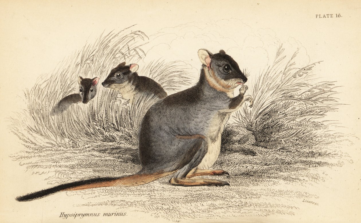 Potoroo długonogie, Potorous longipes. Wrażliwy.,1841 (grawerowanie) autorstwa Georges Robert Waterhouse