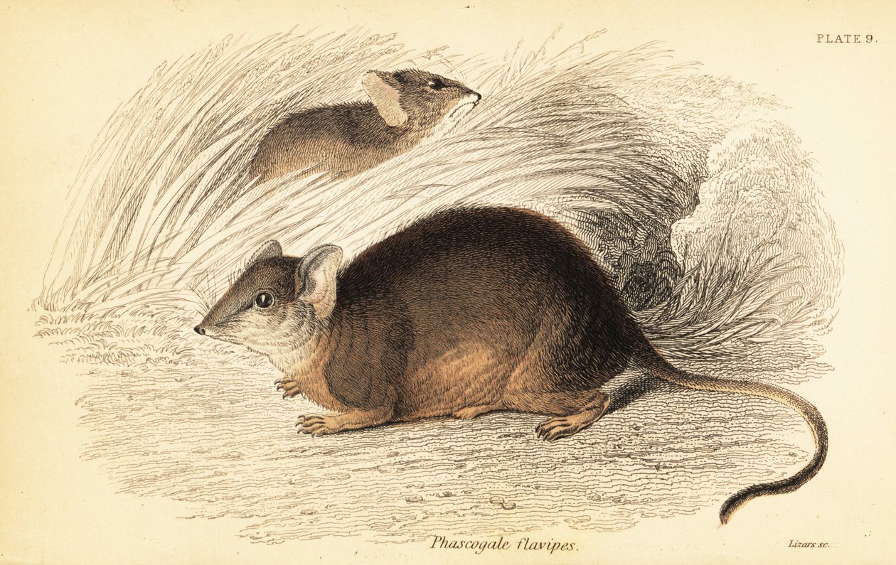 Mardo lub żółtonogi antechinus, Antechinus flavipes. ,1841 (grawerowanie) autorstwa Georges Robert Waterhouse