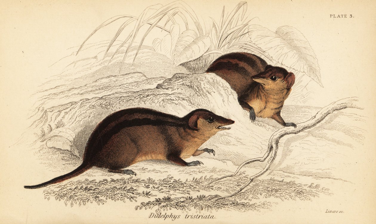 Północny trójpasiasty opos , Monodelphis americana. ,1841 (grawerowanie) autorstwa Georges Robert Waterhouse