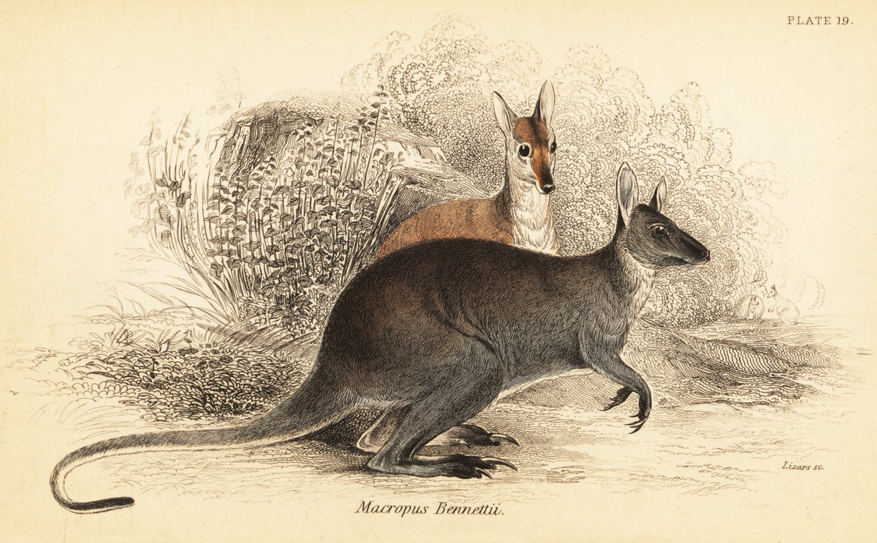 Walabia czerwonoszyja , Macropus rufogriseus. ,1841 (grawerowanie) autorstwa Georges Robert Waterhouse