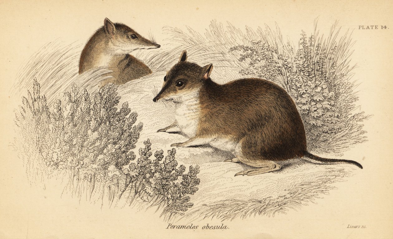 Południowy brązowy bandicoot, Isoodon obesulus. Zagrożony. ,1841 (grawerowanie) autorstwa Georges Robert Waterhouse