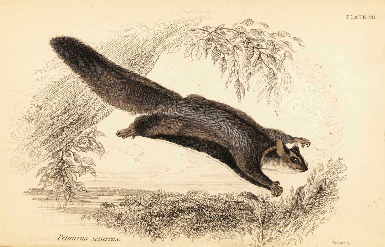 Szybowiec wiewiórki, Petaurus norfolcensis.,1841 (rycina) autorstwa Georges Robert Waterhouse