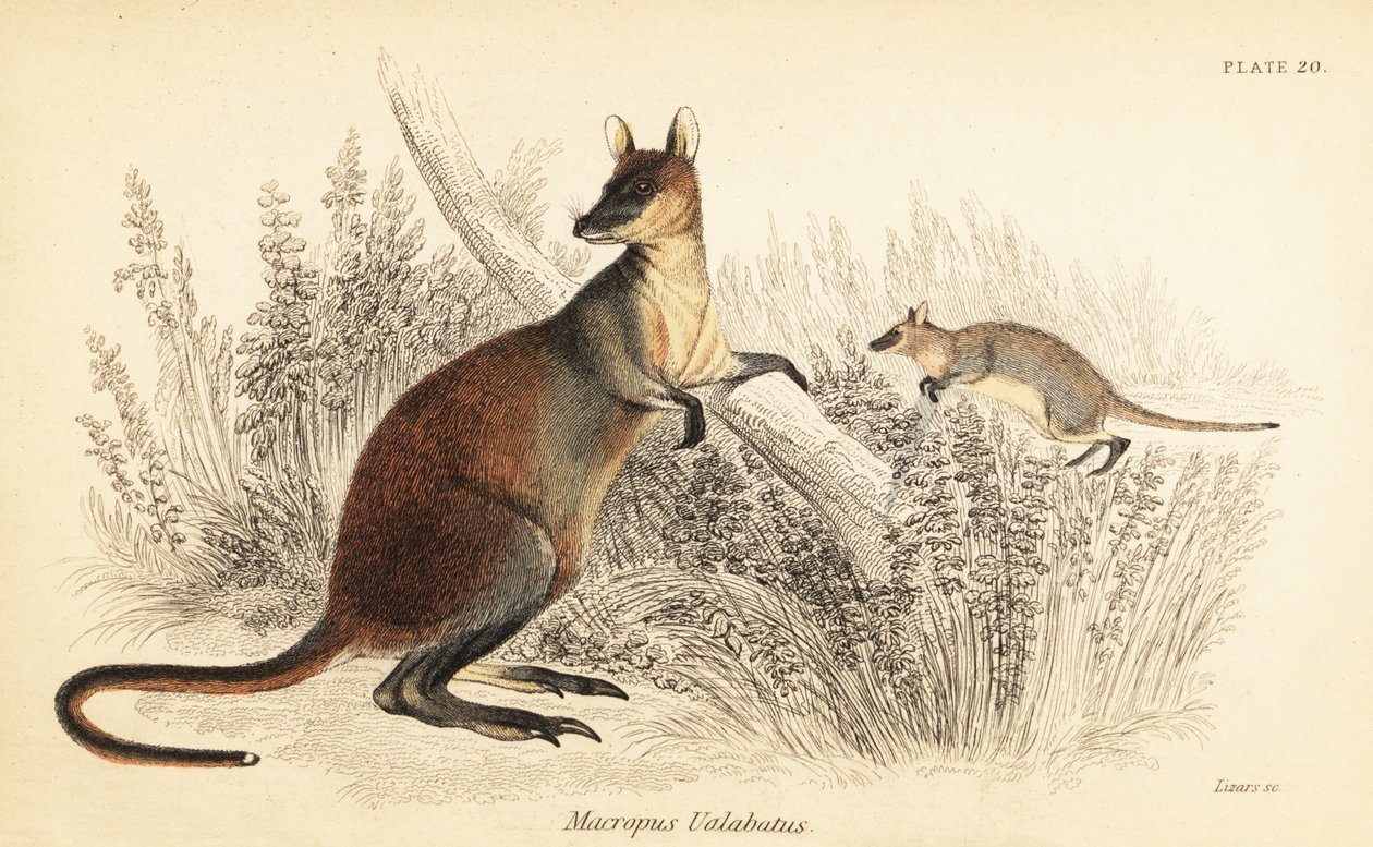 Walabia bagienna, dwukolorowa Wallabia. ,1841 (grawerowanie) autorstwa Georges Robert Waterhouse