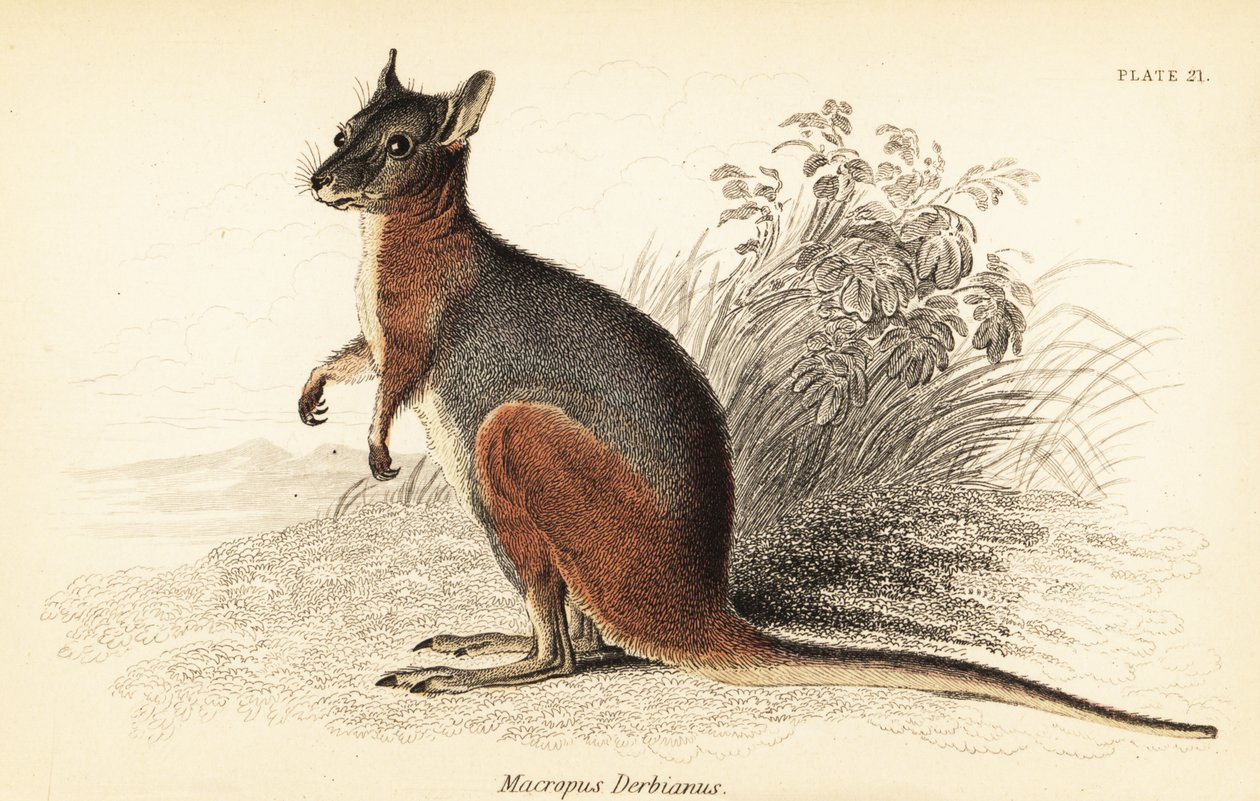 Walabia Tammar, Macropus eugenii., 1841 (grawerowanie) autorstwa Georges Robert Waterhouse