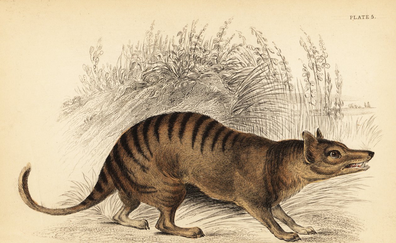 Tygrys tasmański, Thylacinus cynocephalus. Wyginąć. ,1841 (grawerowanie) autorstwa Georges Robert Waterhouse