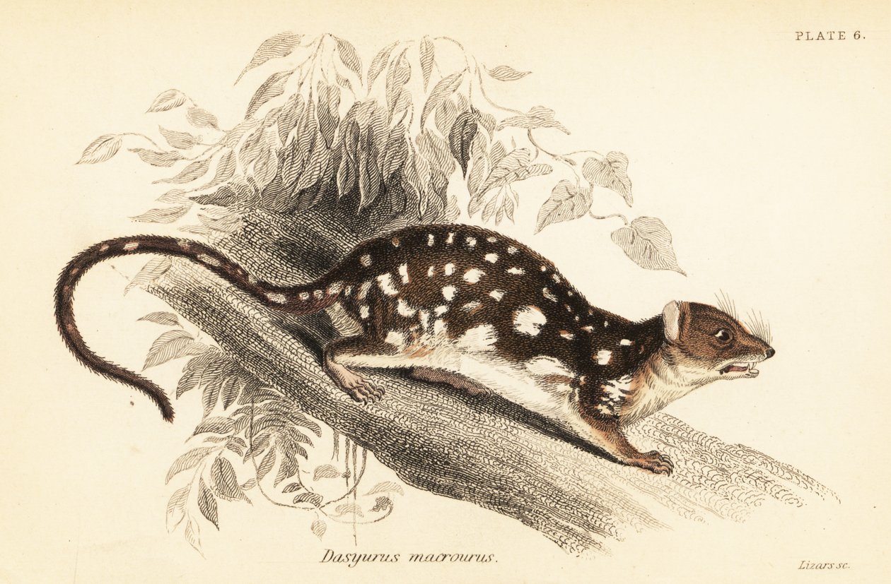 Niełaz tygrysi, Dasyurus maculatus.,1841 (grawerowanie) autorstwa Georges Robert Waterhouse
