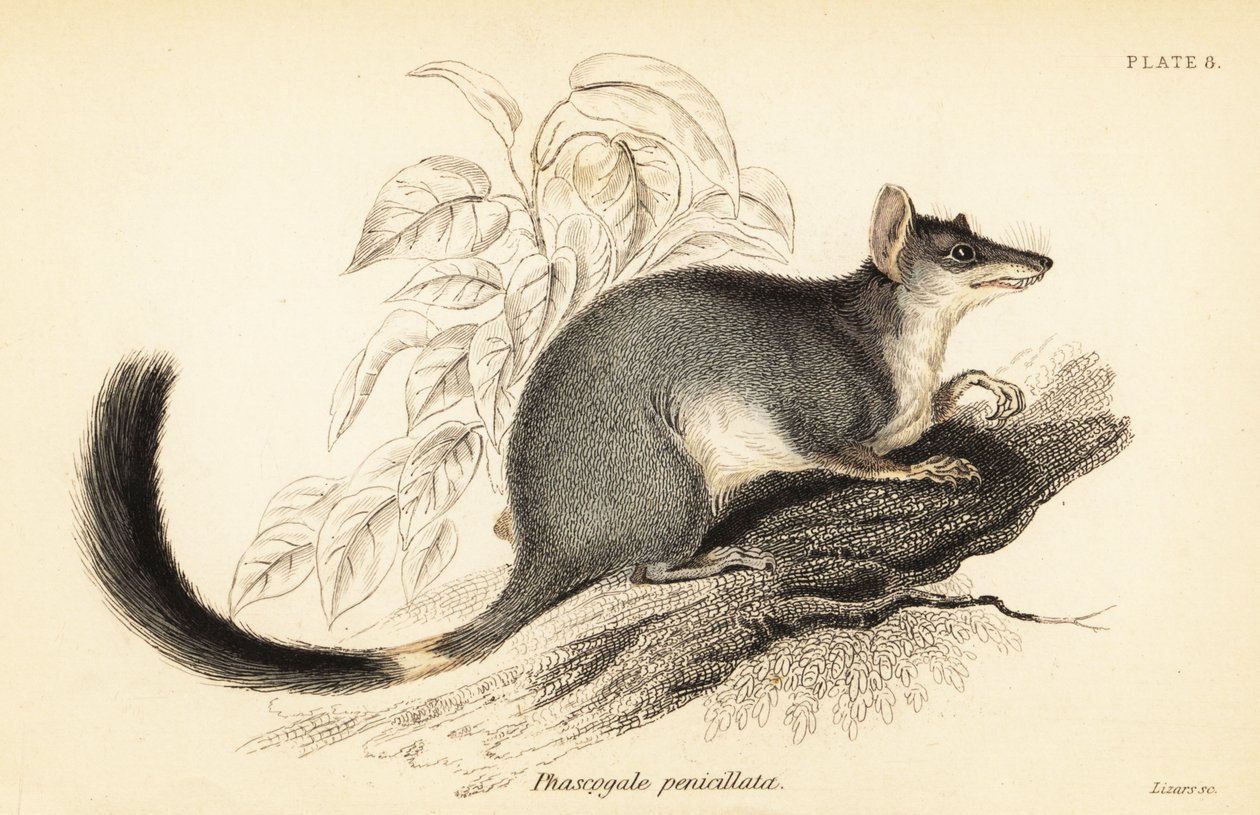 Tuan lub pospolity wambenger, Phascogale tapoatafa. ,1841 (grawerowanie) autorstwa Georges Robert Waterhouse