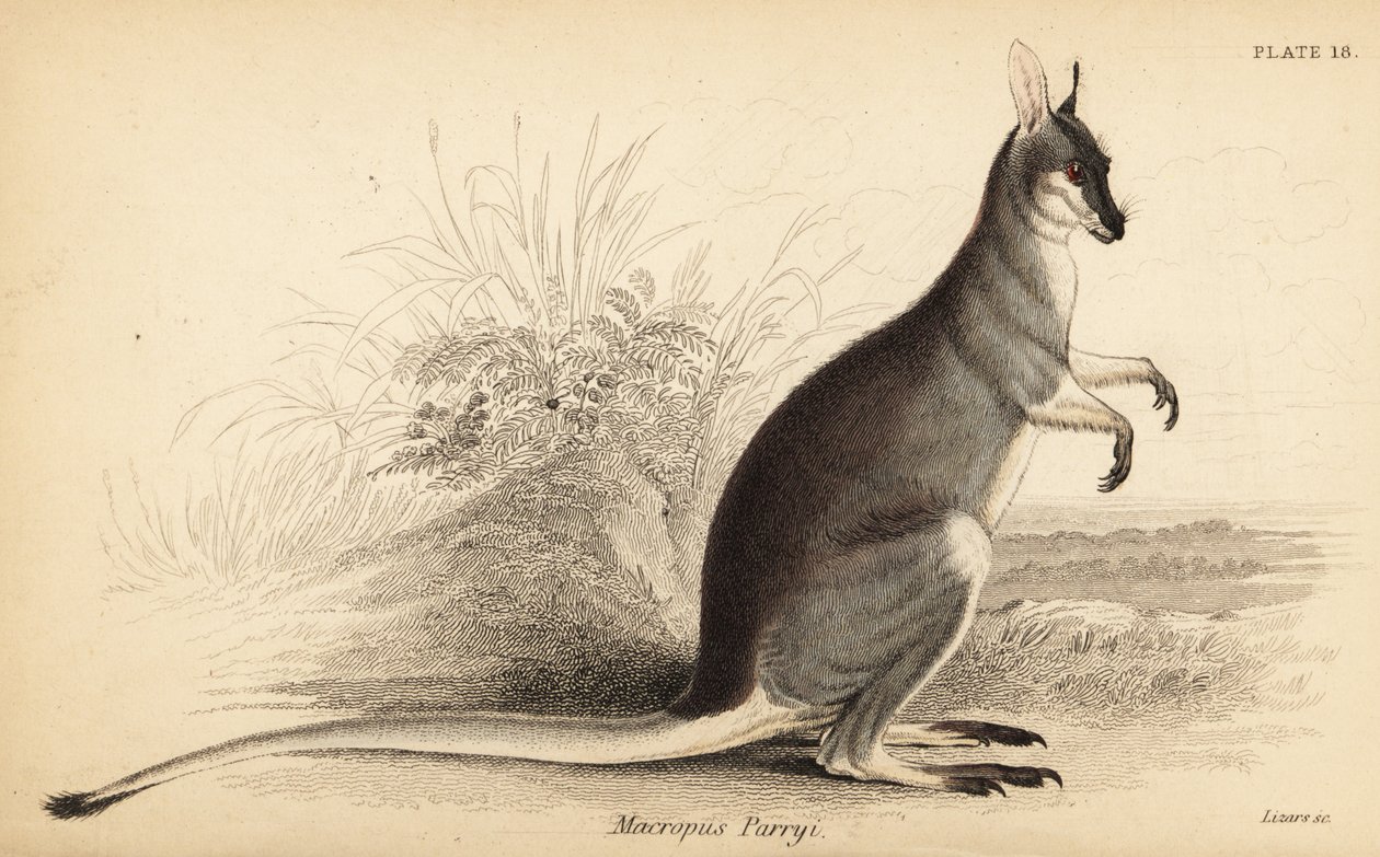 Whiptail wallaby, Macropus parryi. ,1841 (grawerowanie) autorstwa Georges Robert Waterhouse