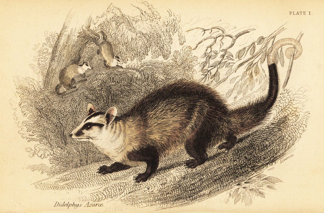 Opos białoszy , Didelphis albiventris. ,1841 (grawerowanie) autorstwa Georges Robert Waterhouse