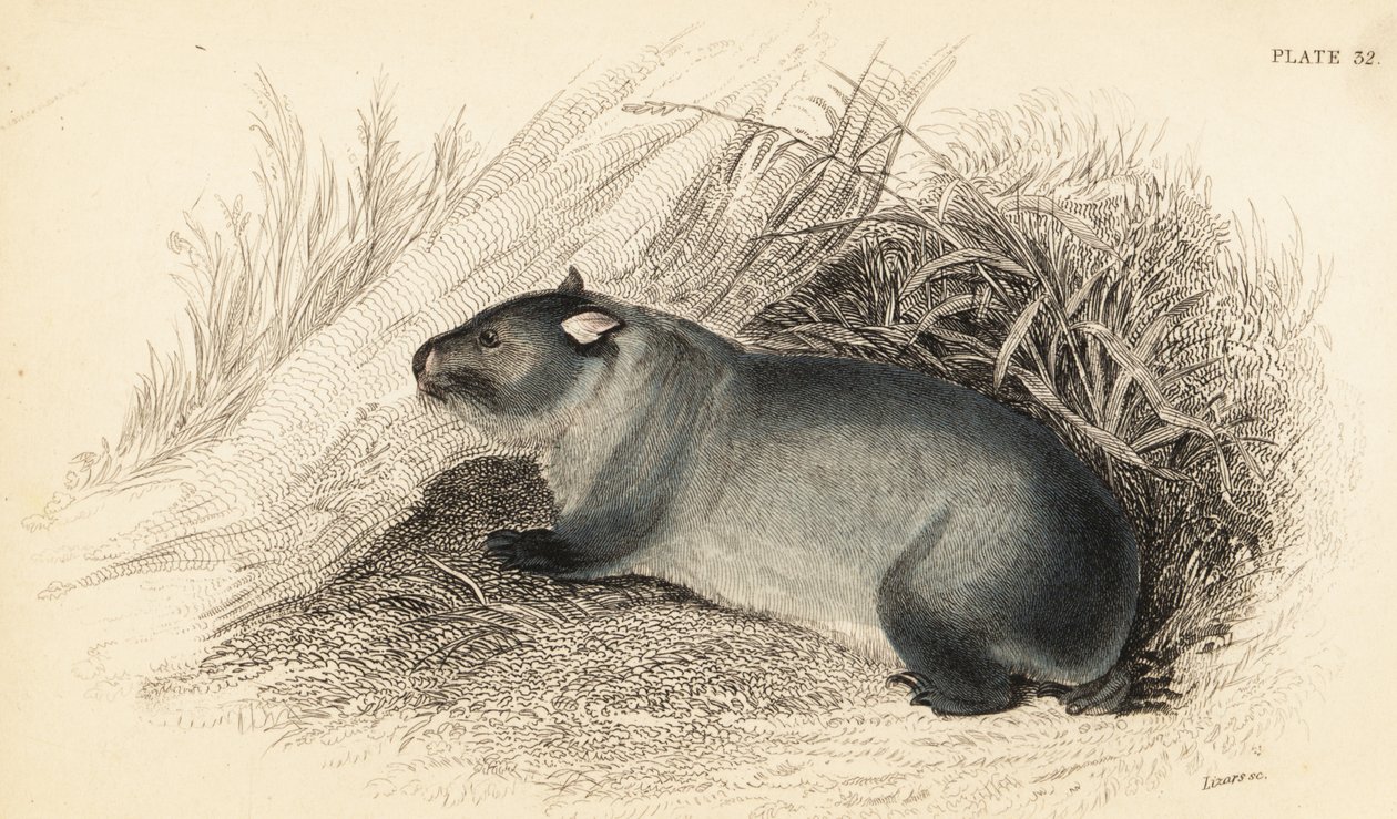 Wombat, Wombatus ursinus., 1841 (rycina) autorstwa Georges Robert Waterhouse