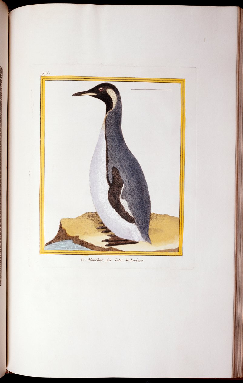 Pingwin, Falklandy, z „Historii naturalnej ptaków”, 1770-86 autorstwa Georges de Buffon
