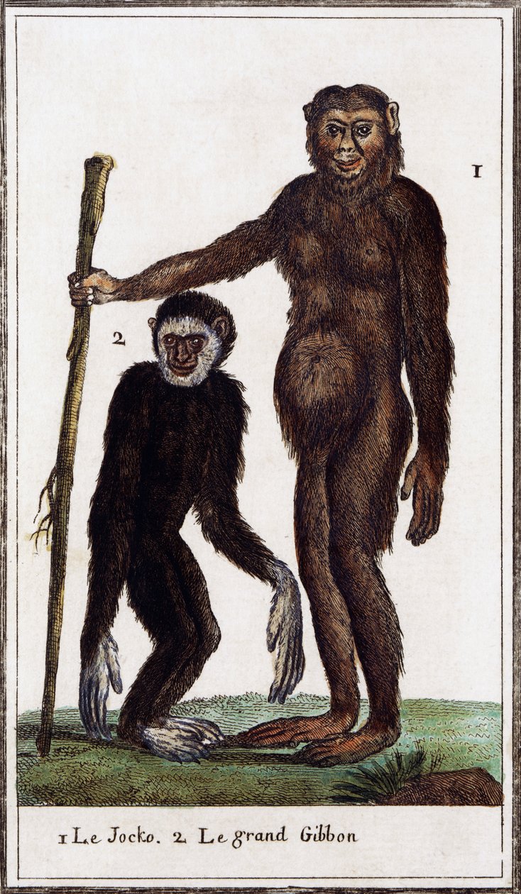 Jocko, szympans lub gibon, ilustracja z Histoire naturelle, autorstwa Georges-Louisa Leclerca, hrabiego Buffon (1707-1788), rycina akwarelowa autorstwa Georges de Buffon