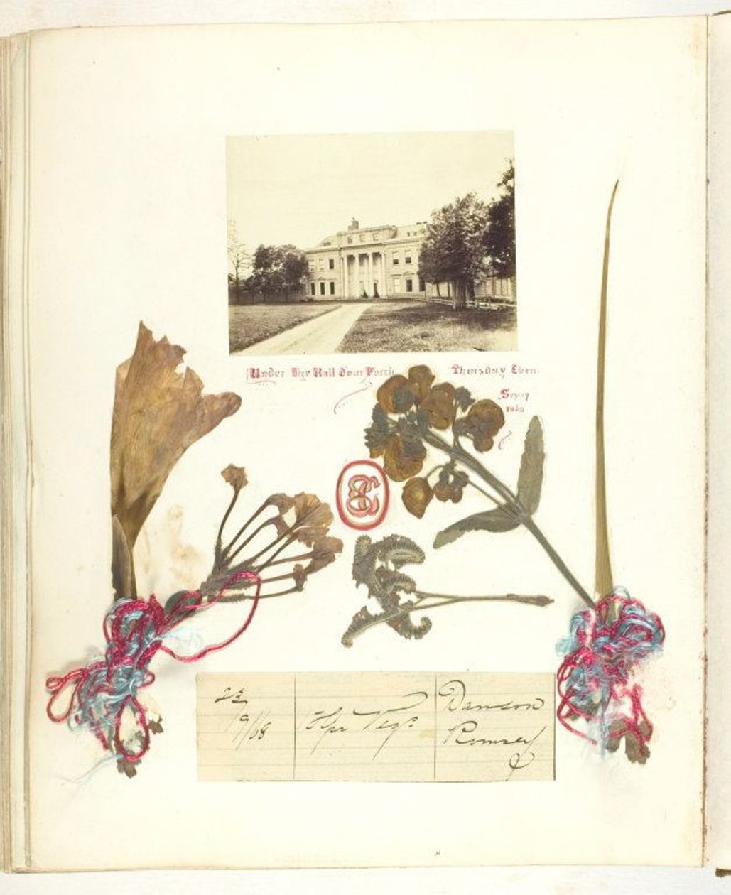 Nieuprawny autorstwa Georgina Cowper