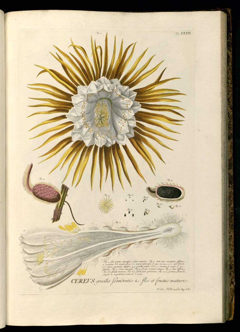Selenicereus grandiflorus autorstwa Georg Dionysius Ehret