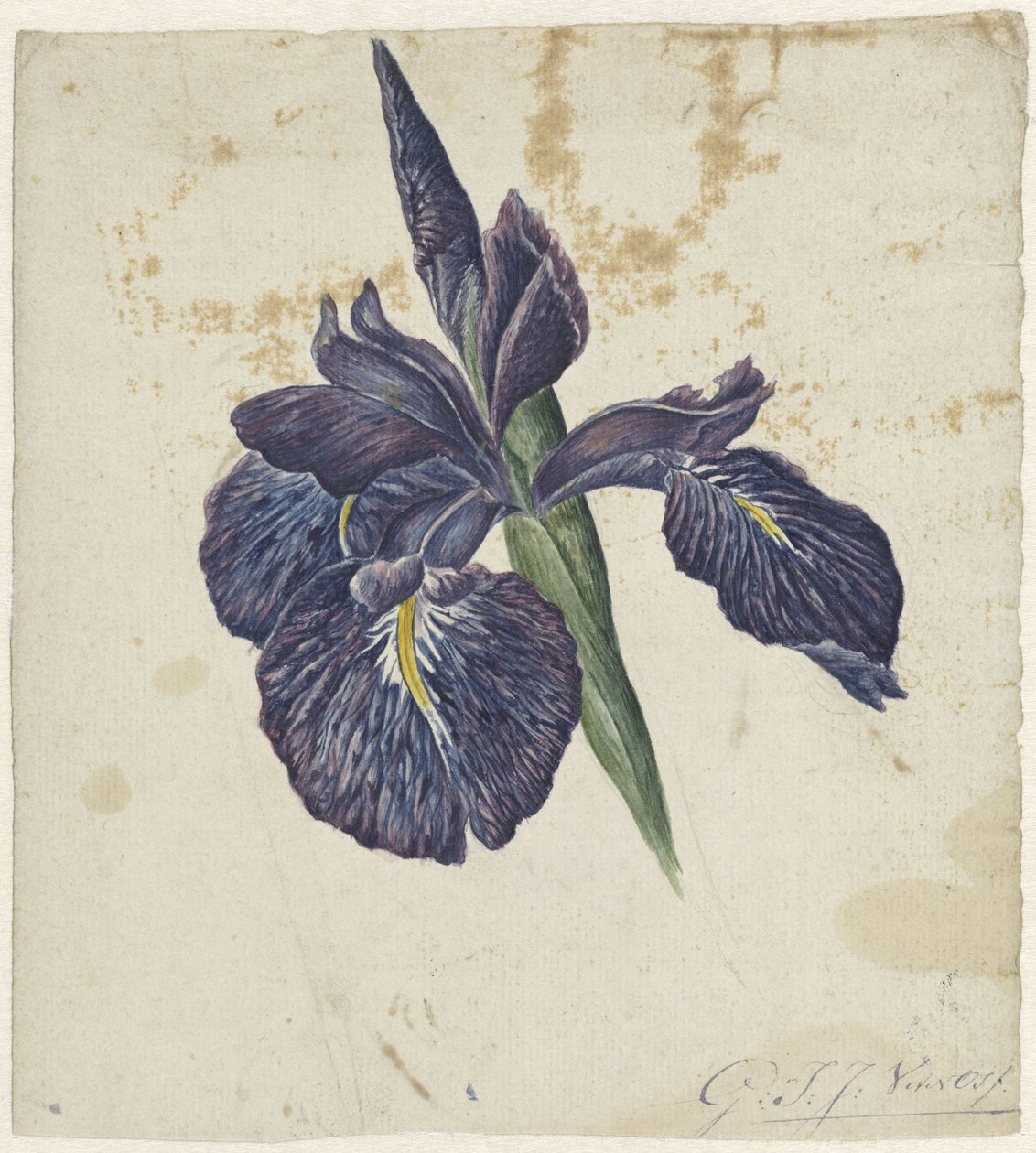 Irys autorstwa Georgius Jacobus Johannes van Os