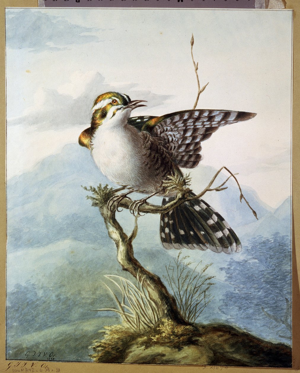 „Mały ptaszek” (Mały ptaszek) Akwarela Georgius Jacobus Johannes van Os (1782-1861) 1798 Muzeum Puszkina, Moskwa autorstwa Georgius Jacobus Johannes van Os