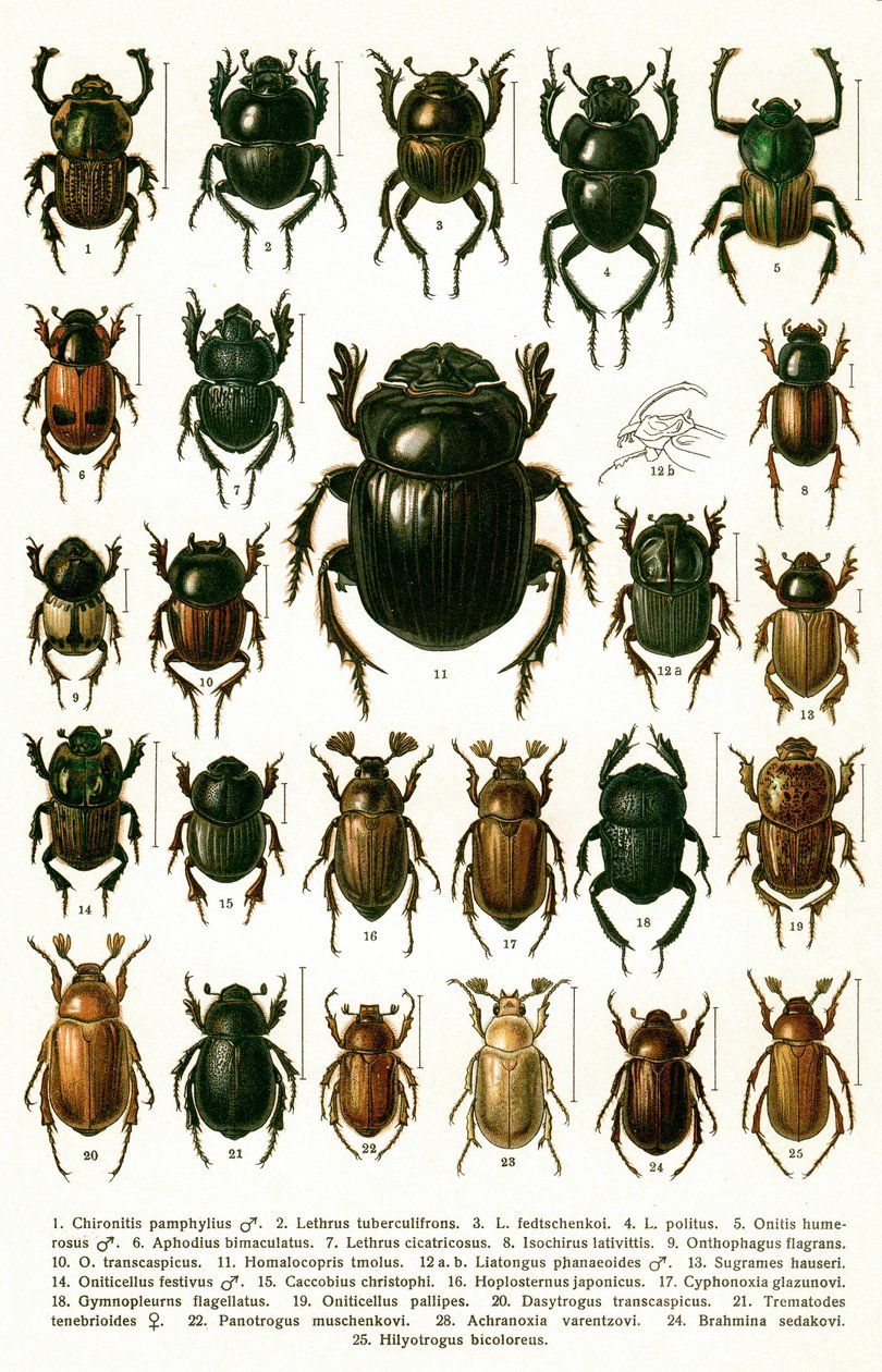 Antyczny druk odmian chrząszczy europejskich, ok. 1910 (chromolitografia) autorstwa Georgiy Jacobson
