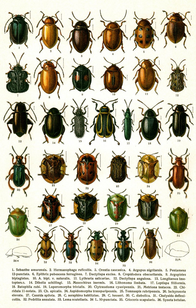 Antyczny druk odmian chrząszczy europejskich, ok. 1910 (chromolitografia) autorstwa Georgiy Jacobson