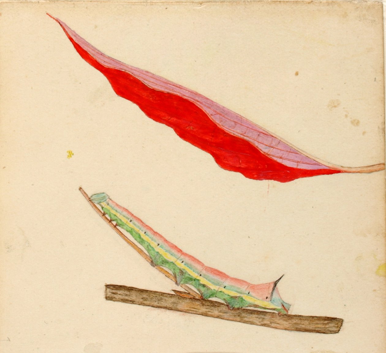 Gąsienica "Mirror-Back", opracowanie do książki Concealing Coloration in the Animal Kingdom autorstwa Gerald H. Thayer