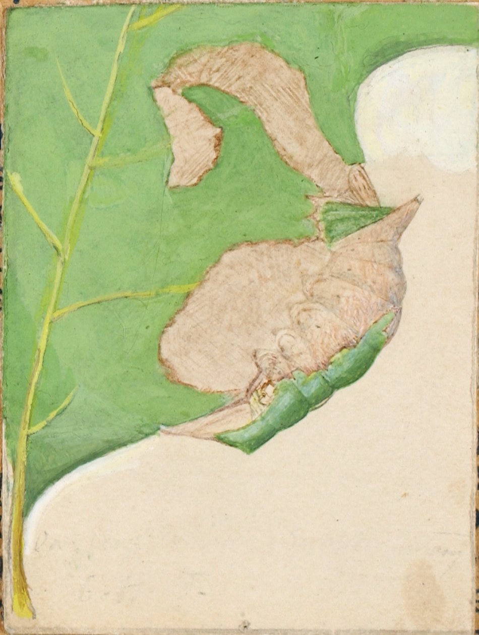 Gąsienica Oak Leaf Edge, opracowanie do książki Concealing Coloration in the Animal Kingdom autorstwa Gerald H. Thayer