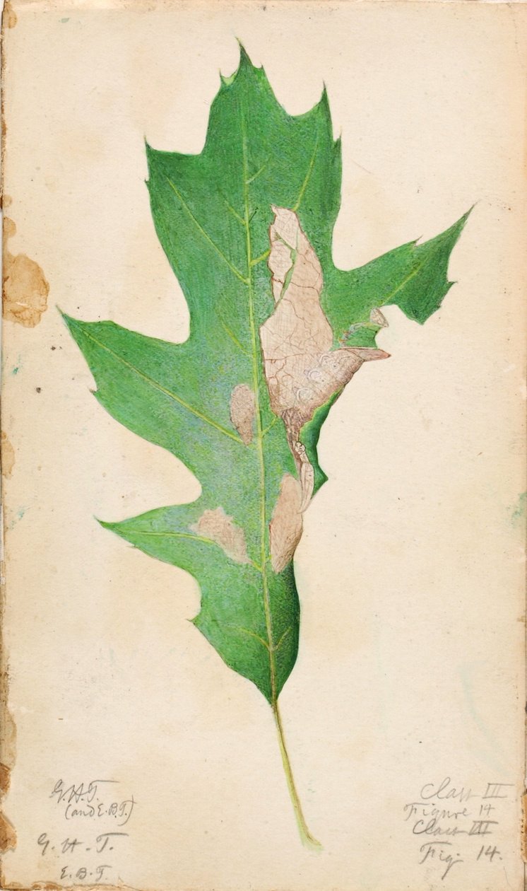 Gąsienica Oak Leaf Edge, opracowanie do książki Concealing Coloration in the Animal Kingdom autorstwa Gerald H. Thayer