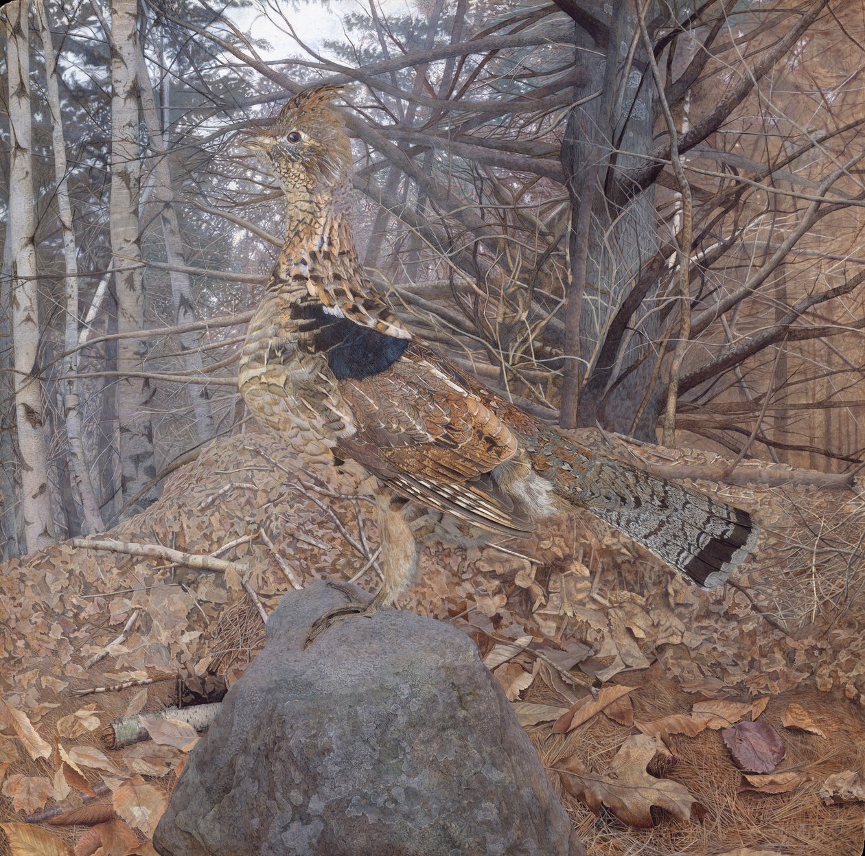 Samiec cietrzew w lesie, 1907-08 autorstwa Gerald Thayer