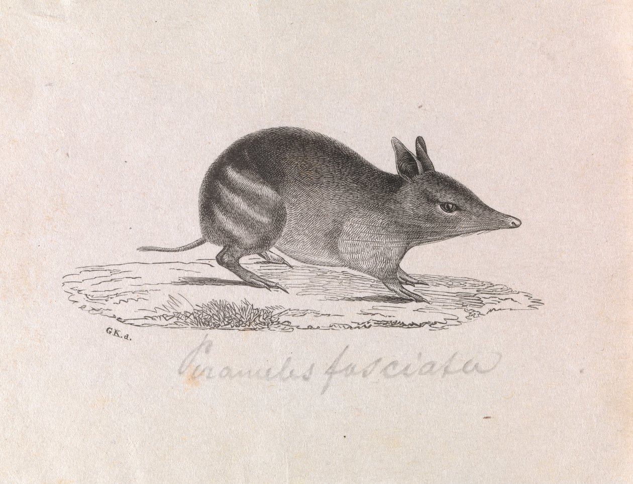 Western prążkowany Bandicoot, bugenwilla Perameles autorstwa Gerard Krefft