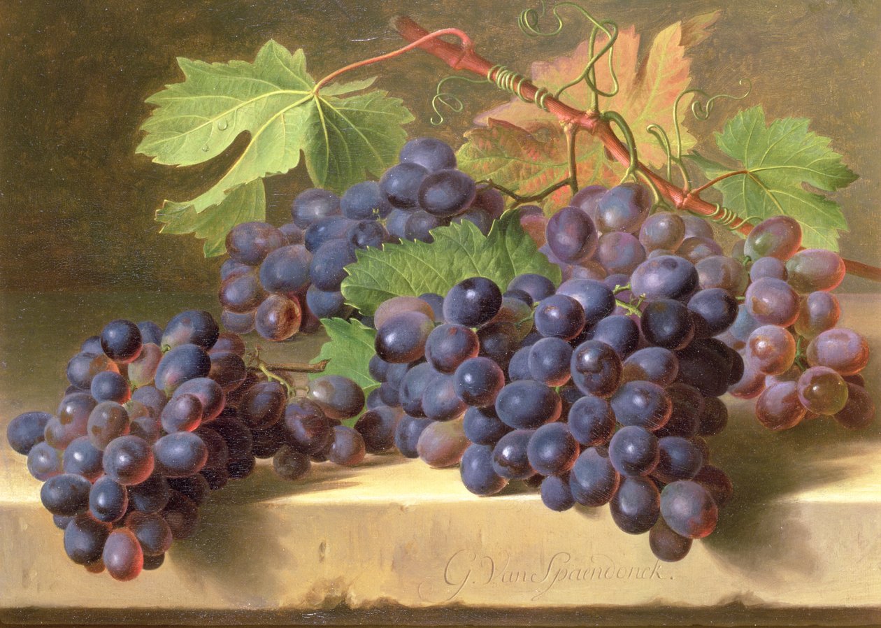 Martwa natura winogron spoczywających na marmurowej półce autorstwa Gerard van Spaendonck