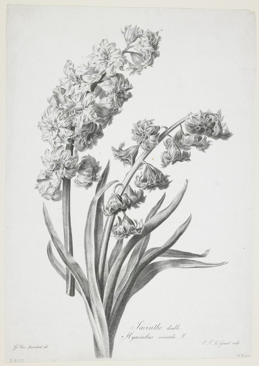 Hiacynt podwójny, z Fleurs Dessinees d