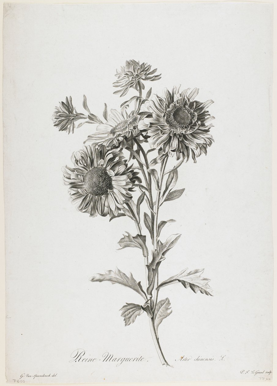 Reine-Marguerite, z Fleurs Dessinees d