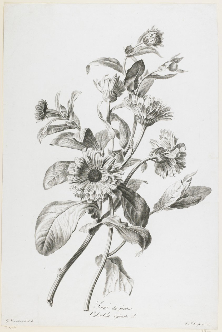 Nagietek ogrodowy, z Fleurs Dessinees d