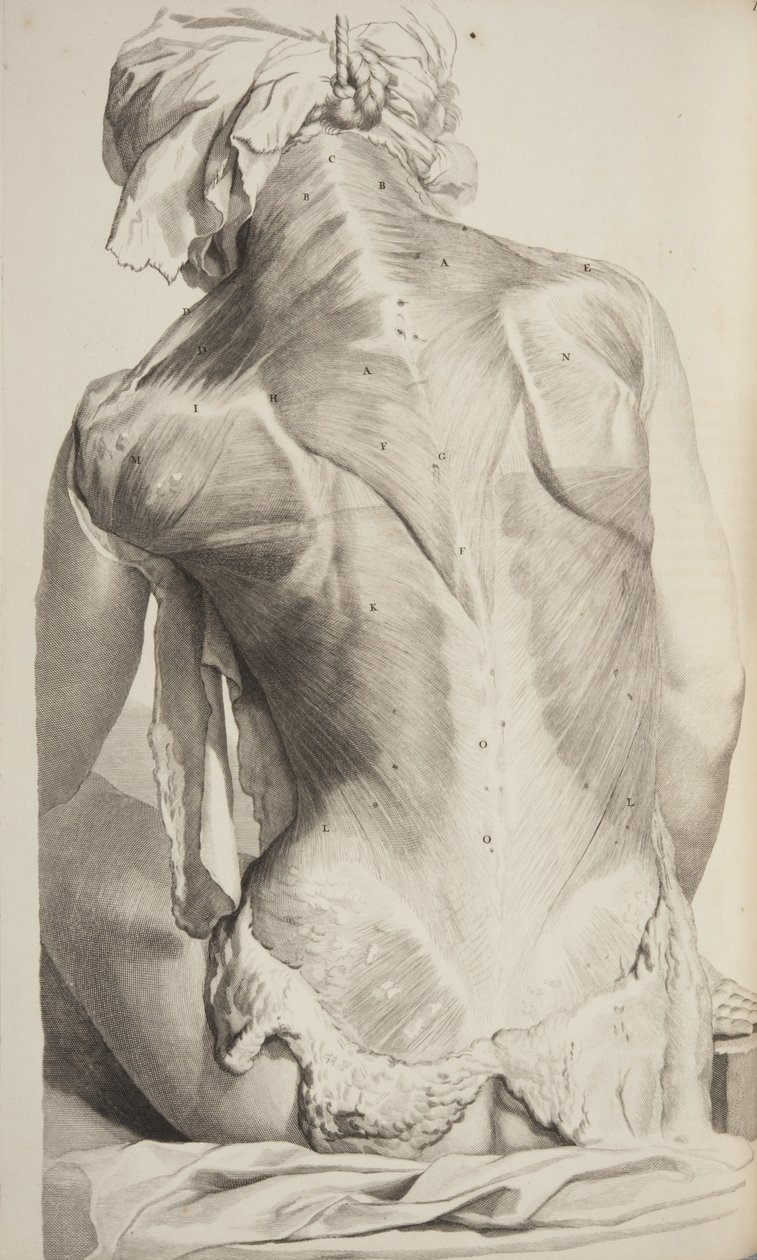 Anatomia ciała ludzkiego autorstwa Govarda Bidloo, 1685 autorstwa Gerard de Lairesse