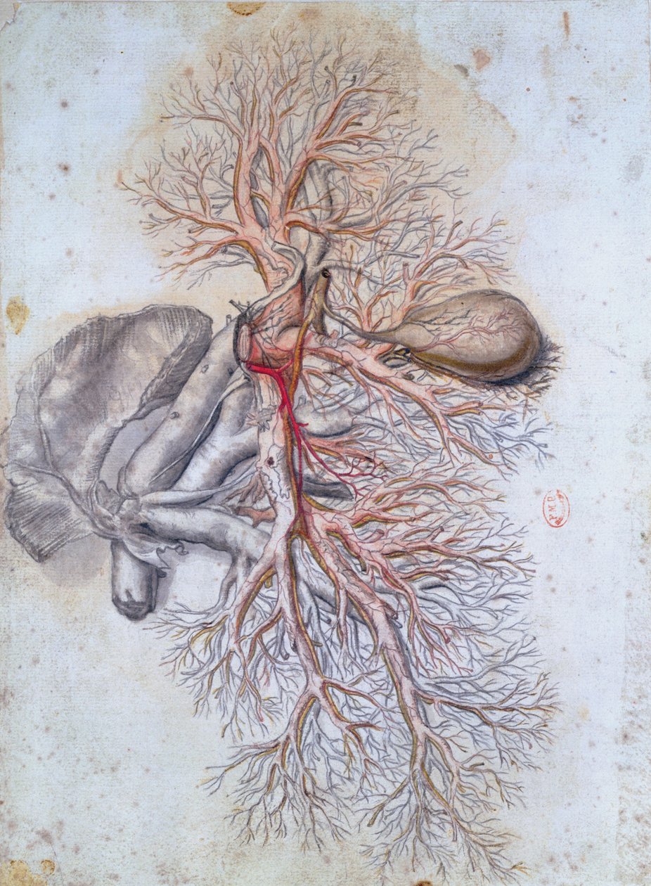 Naczynia krwionośne wątroby i pęcherzyka żółciowego z Anatomia Humani Corporis Govarda Bidloo (1649-1713) c.1685 autorstwa Gerard de Lairesse
