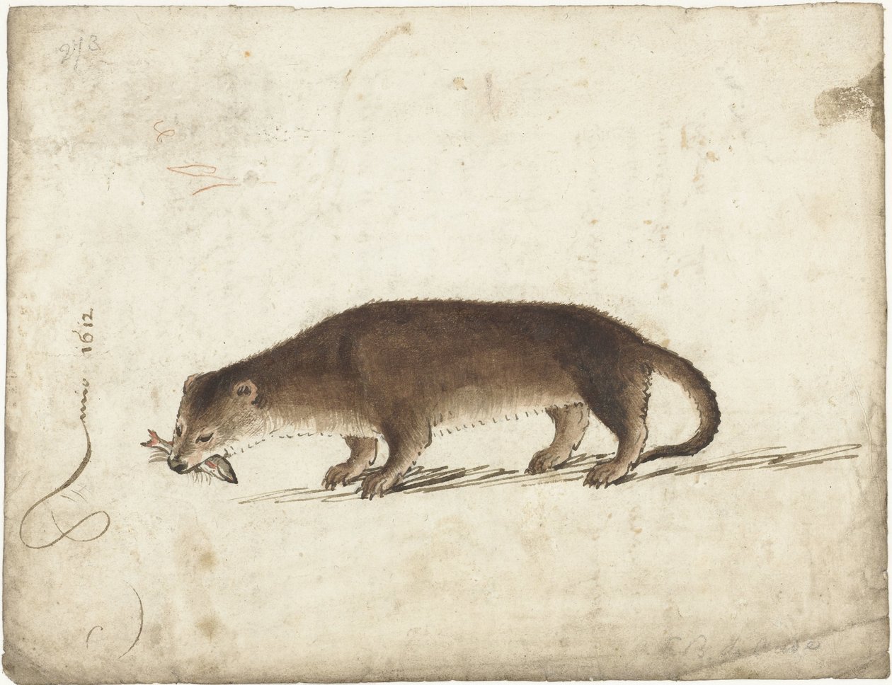 Wydra z rybą w pysku autorstwa Gerard ter Borch (I)