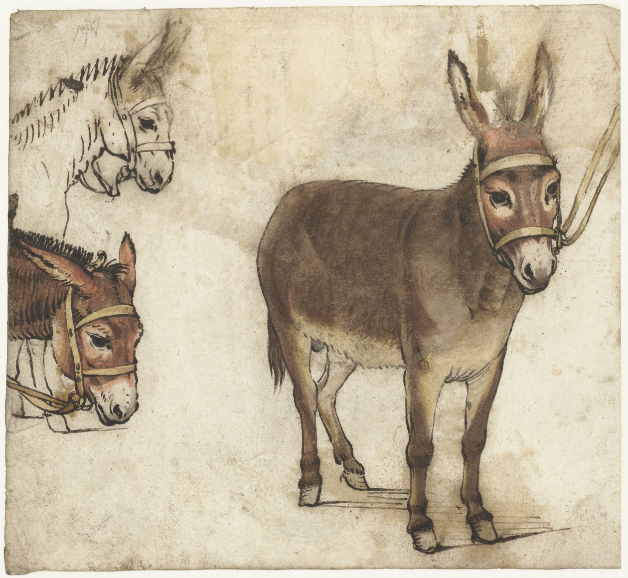 Arkusz do nauki z osłami autorstwa Gerard ter Borch (I)