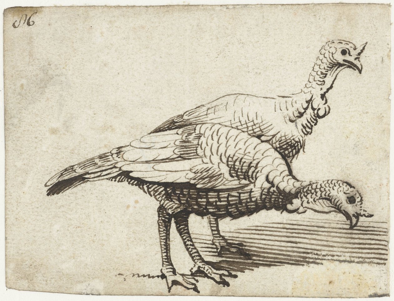 Dwa indyki autorstwa Gerard ter Borch (I)
