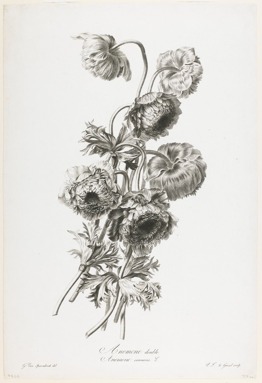 Podwójny anemon z Fleurs Dessinees d