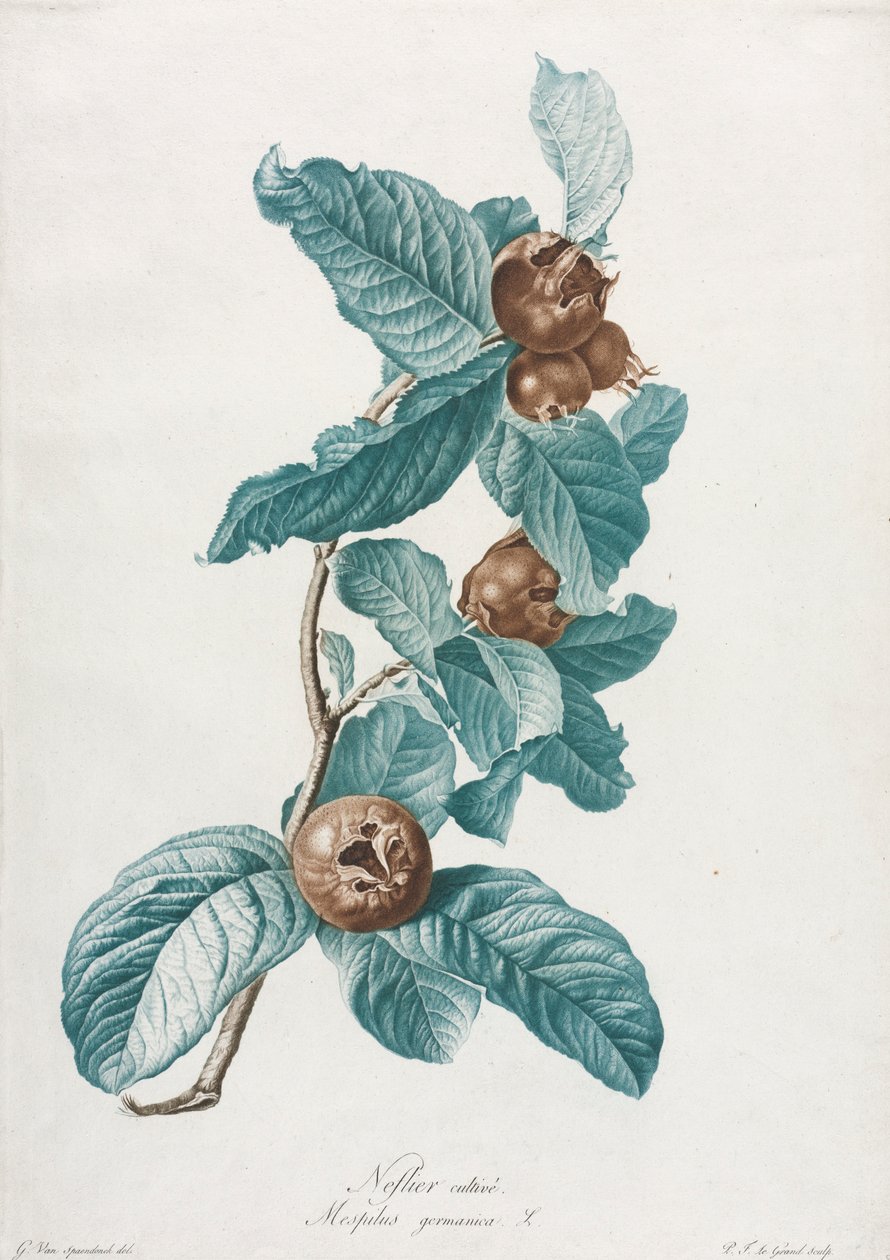 Uprawiana niesplik Mespilus germanica, ok. 1930 r. 1800. autorstwa Gerard van Spaendonck