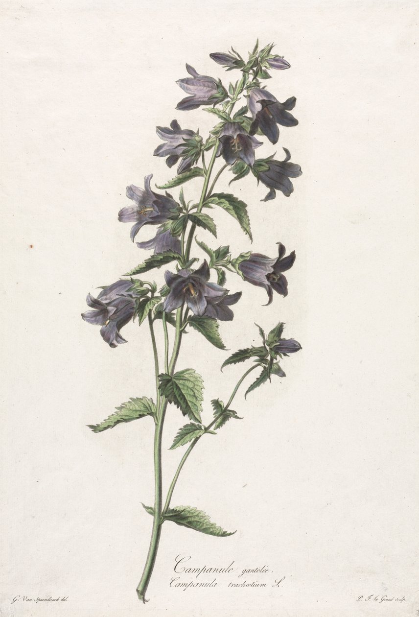 Kwiaty zaczerpnięte z natury: Bellflower, ok. 1900 r. 1800. autorstwa Gerard van Spaendonck
