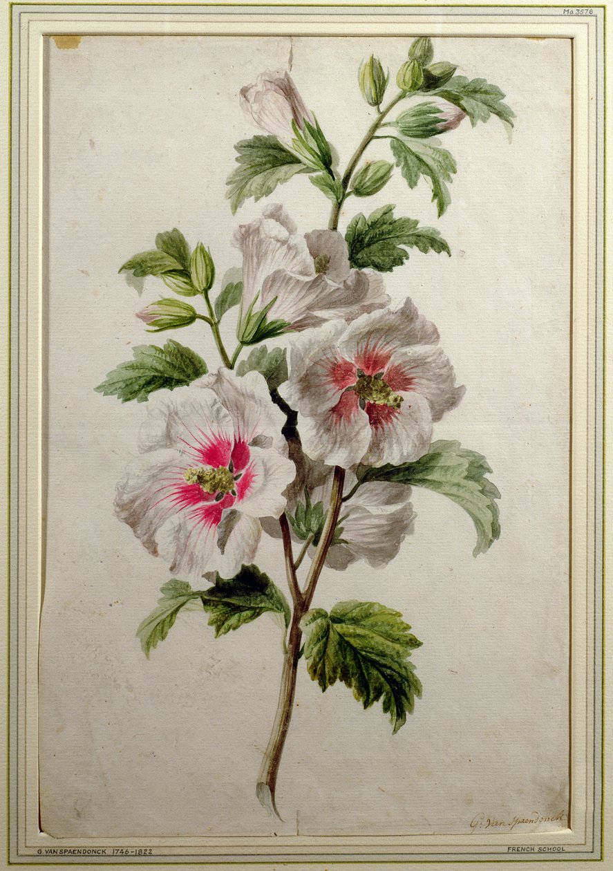 Malwy (akwarela na papierze) autorstwa Gerard van Spaendonck