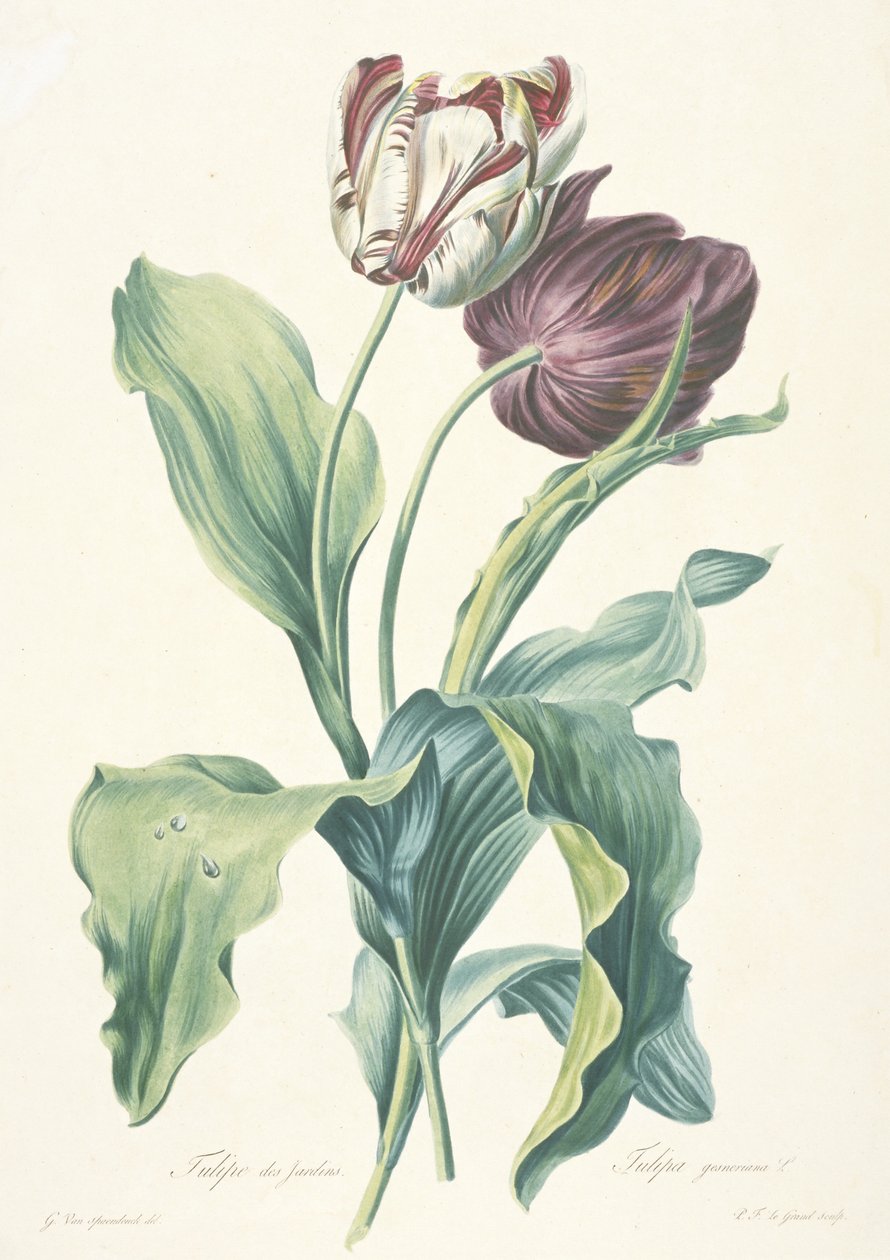 Tulipan Ogrodowy, z „Kwiatów czerpanych z natury”, ok. 1930 r. 1800 autorstwa Gerard van Spaendonck