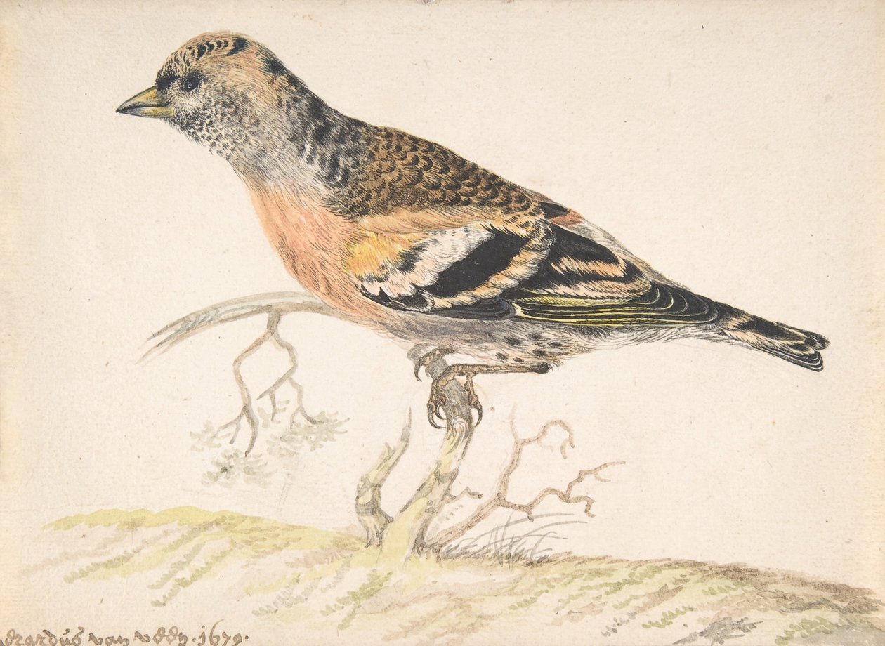 Bramlinga Fringilla Montifringilla, 1679. autorstwa Gerardus van Veen