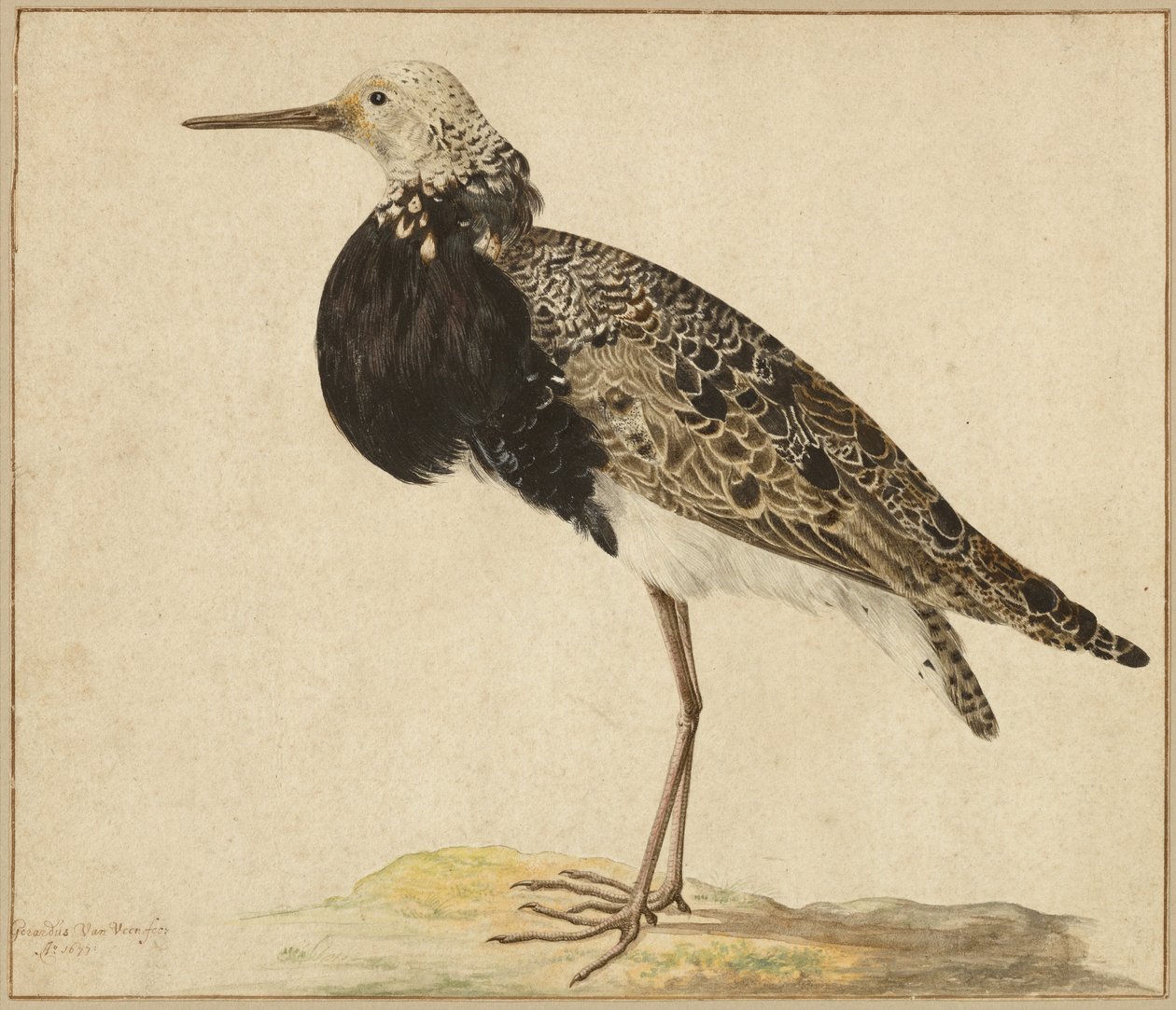 Standing Ruff autorstwa Gerardus van Veen