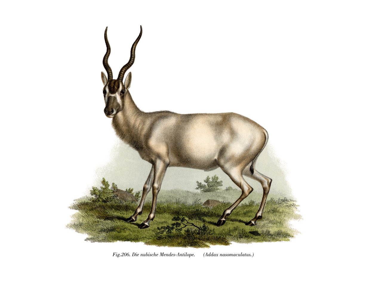 Adadax, 1860 r autorstwa German School